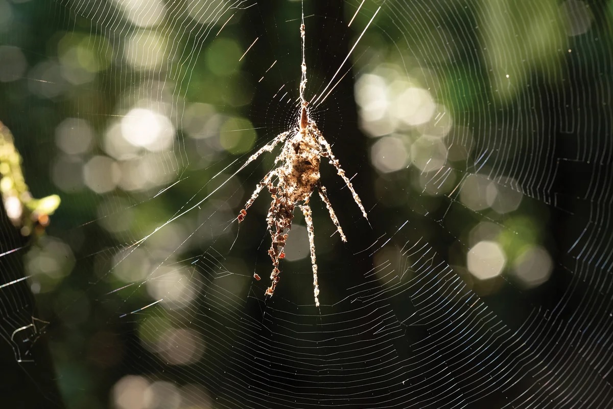 This spiderweb structure presents the illusion of an intimidating bigger spider. ｜Richard Kirby