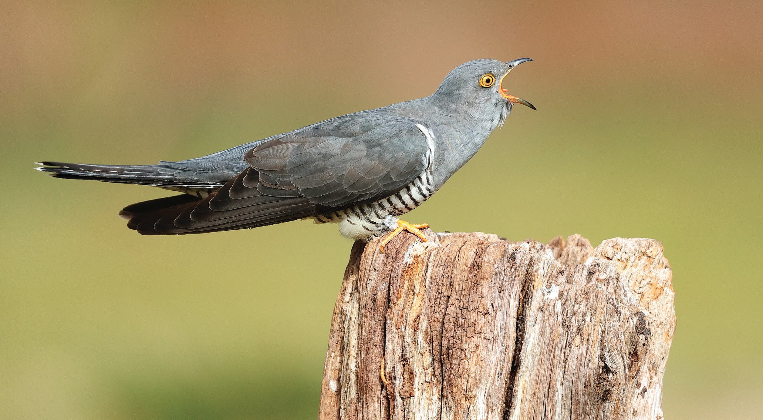 同仇敵愾：托卵寄生的杜鵑是許多鳥類的共同敵人。｜Bebedi/Getty Images