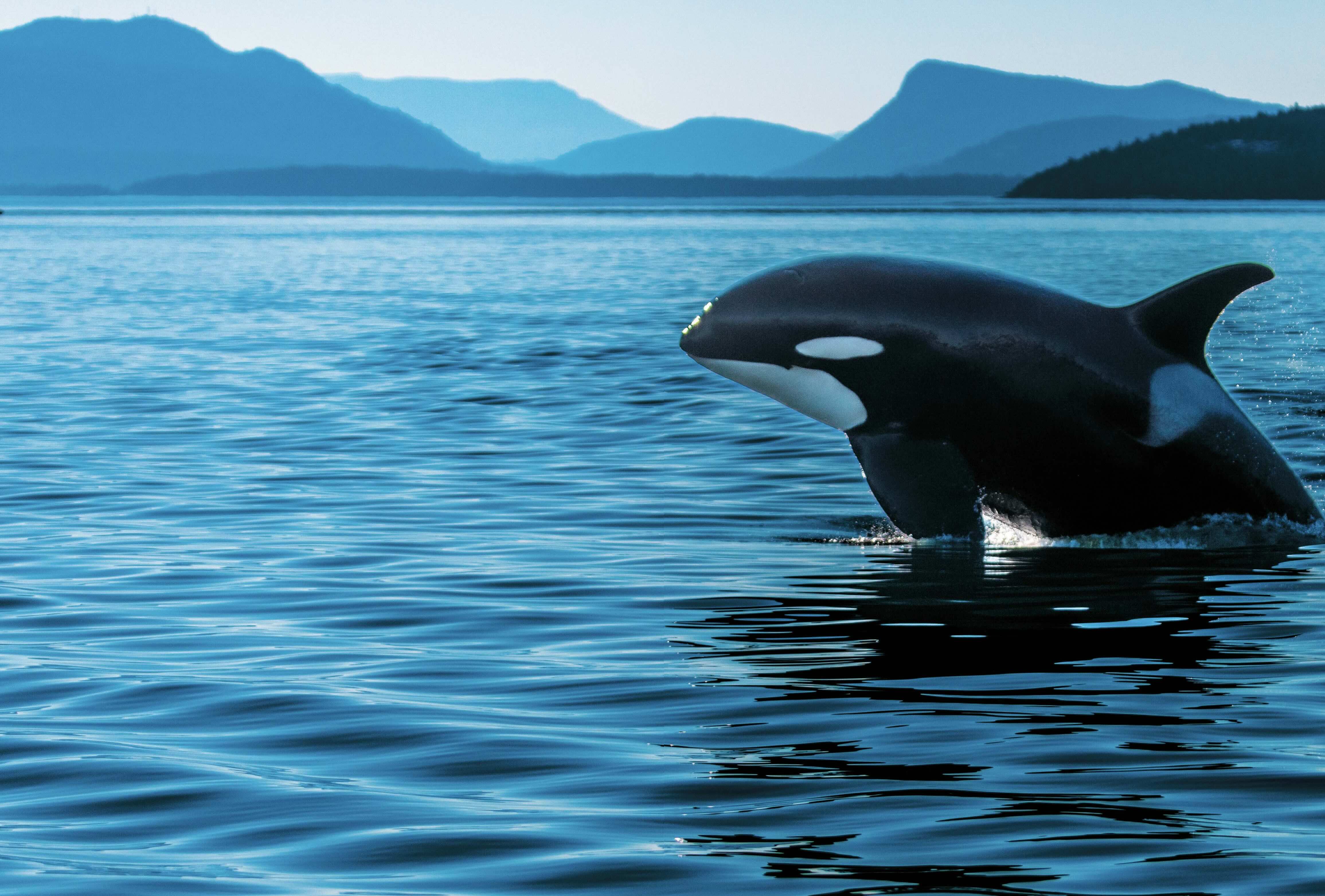 孤身一躍：編號為J41的日食（Eclipse），是僅存74頭的南方居留型虎鯨族群成員之一。｜攝影／德爾維西奧（Jeffery Delviscio）