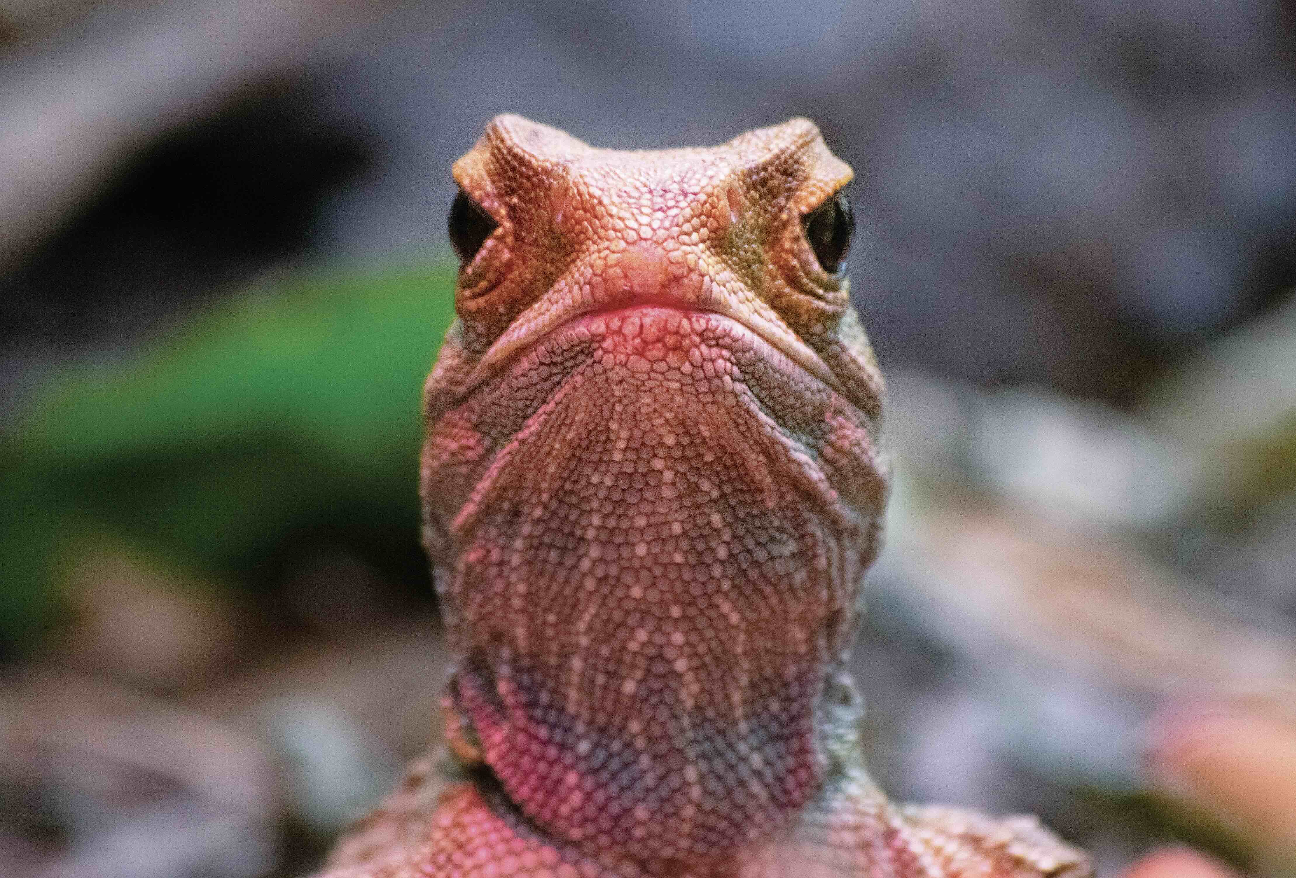 迫在眉睫：鱷蜴（tuatara）是一種分佈於紐西蘭近海小島的爬行動物，如今面臨棲地受限與性別比例失衡的雙重威脅。｜Melinda Mackenzie/ iStock/Getty Images Plus