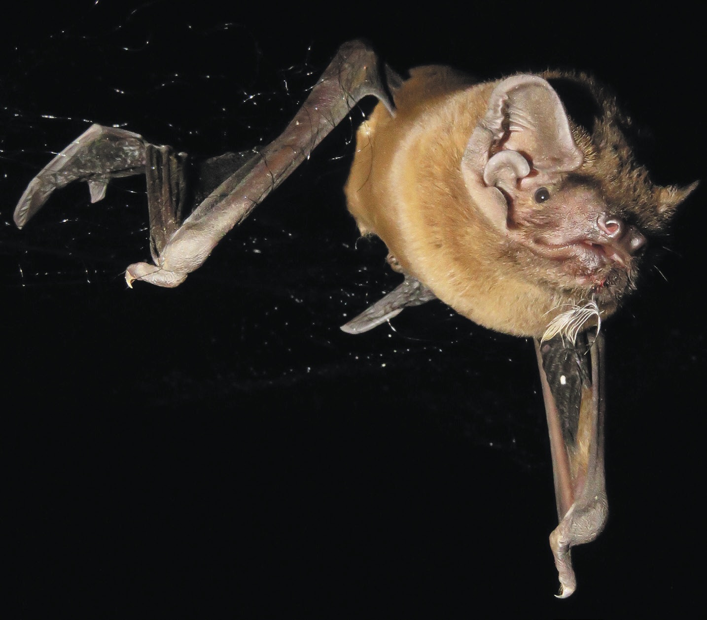 飽餐一頓：一隻毛翼山蝠在覓食後，嘴裡還叼著一根羽毛。｜Jorge Sereno