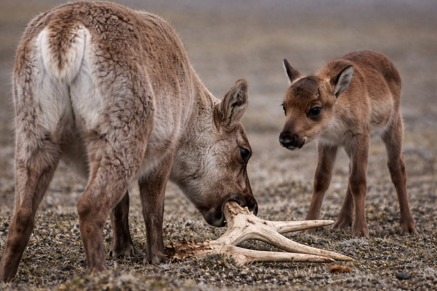 圖片由ChatGPT生成