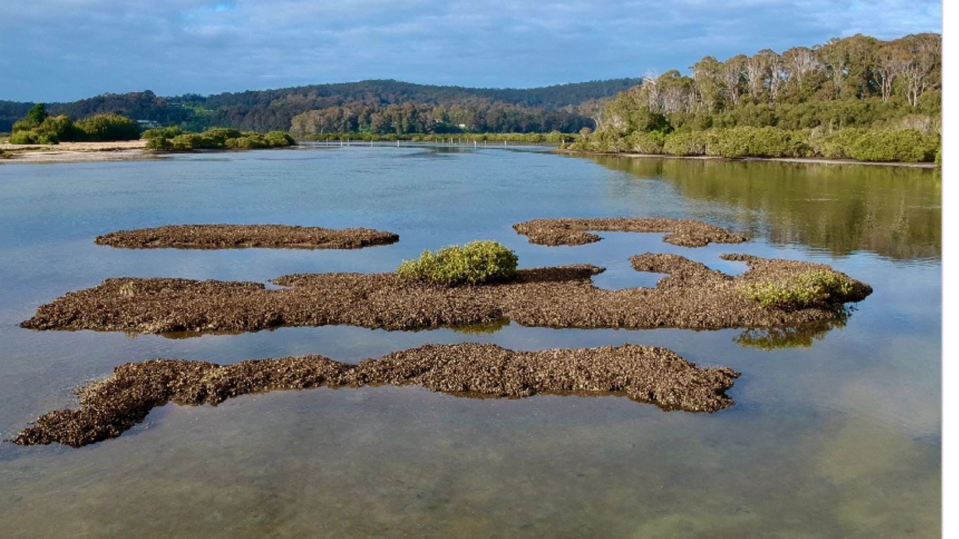 圖片來源：《自然》（Nature）