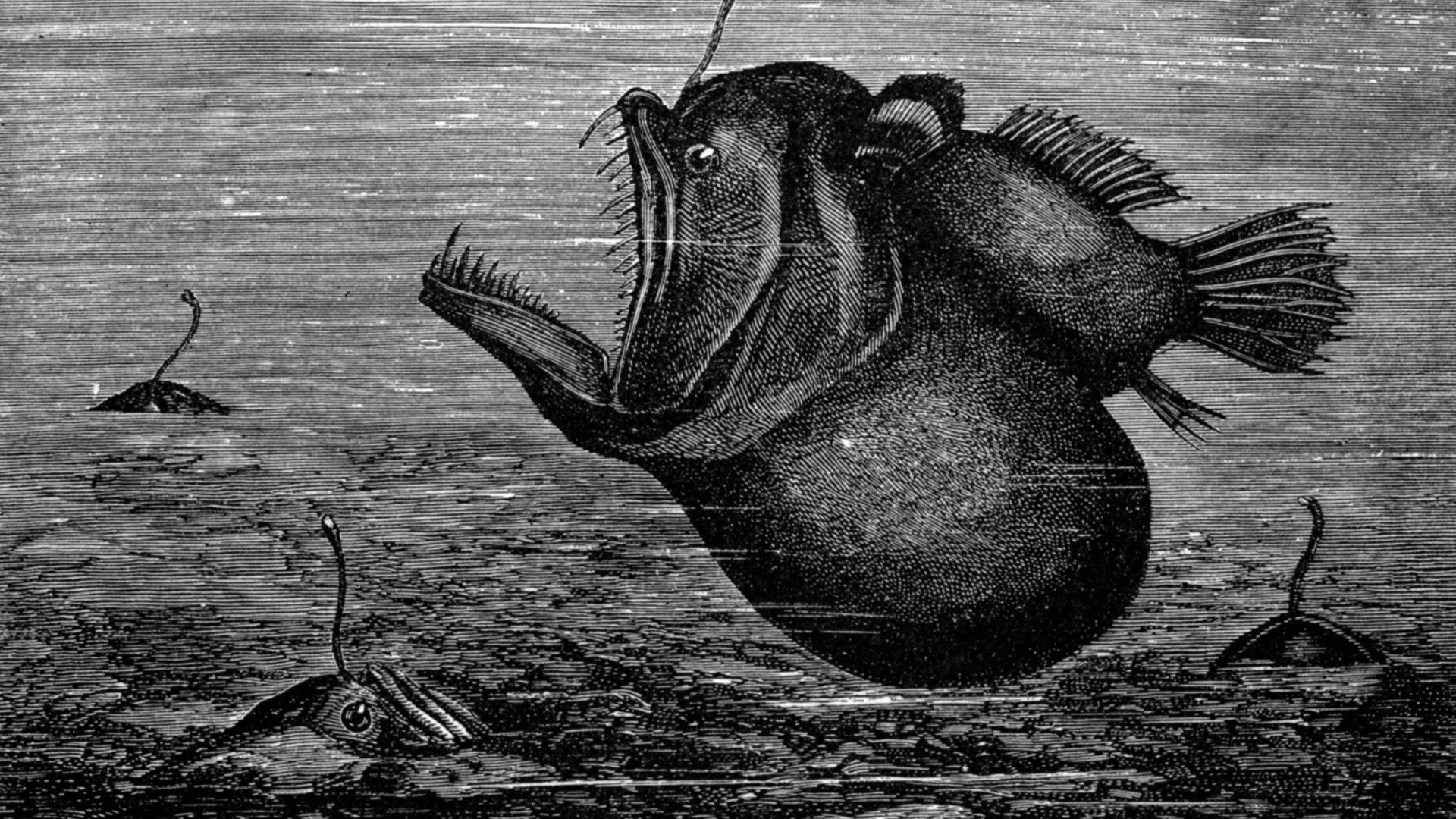 演化證據顯示，鮟鱇魚的發光誘餌不僅用於捕食，可能還是推動繁衍的求偶訊號。（圖片來源：Wikimedia Commons，原始出版於 1884 年）