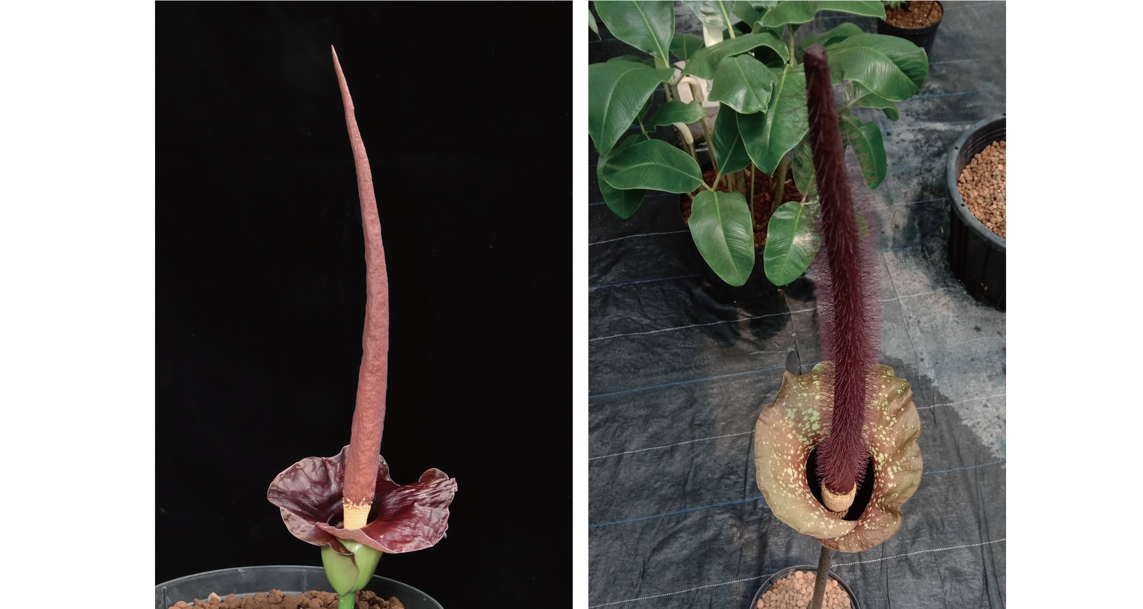 台灣魔芋（A.henryi）花期：3~5月份(左)；密毛魔芋（A.hirtus花期）：5~6月份(右）｜戴勝賢