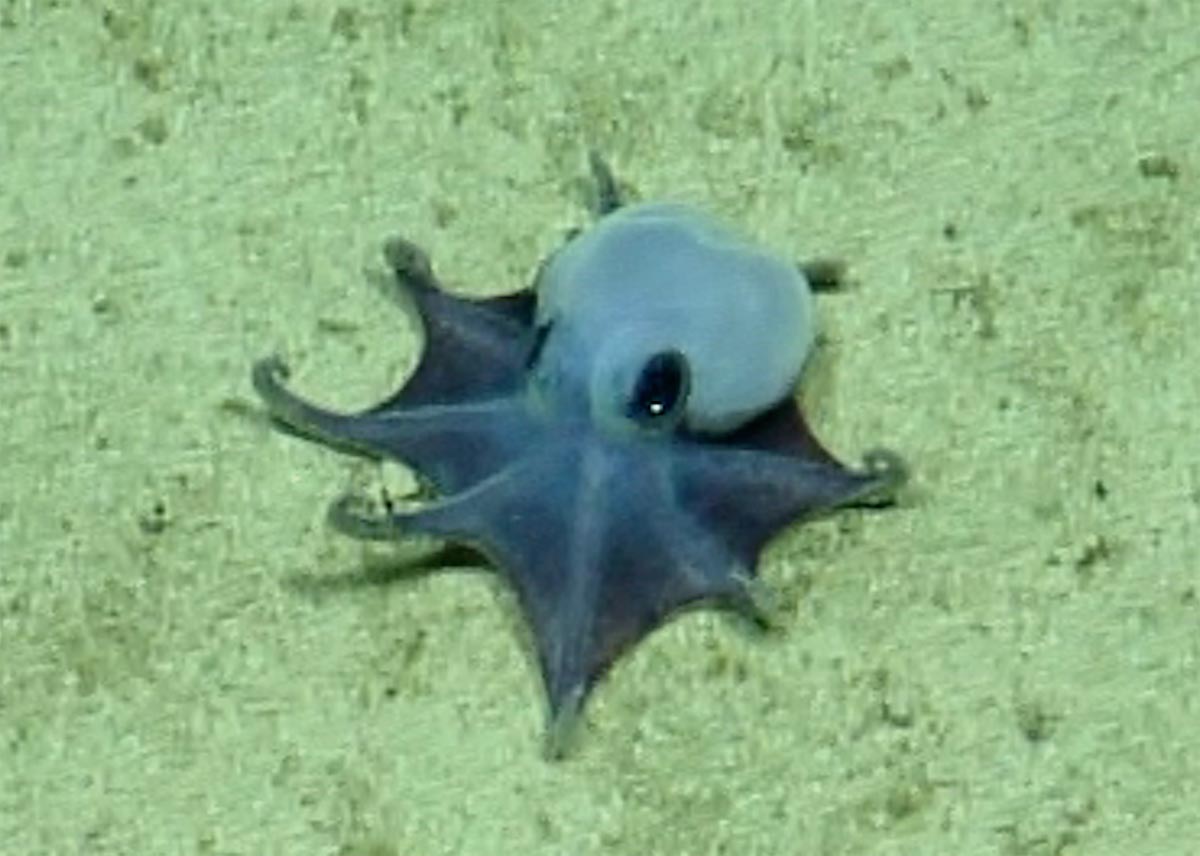 水下遙控載具拍攝到的章魚畫面截圖。 圖片來源：查爾斯・達爾文基金會提供