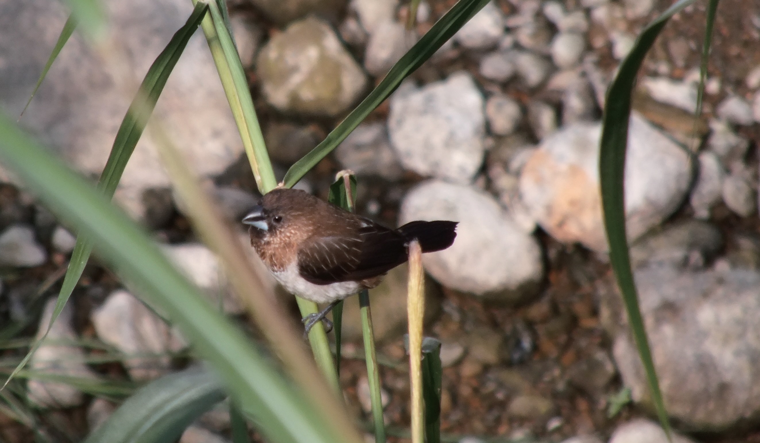 另闢蹊徑：大多棲息在低海拔地區的白腰文鳥（Lonchura striata）， 冬天卻現蹤在更高海拔的山上。｜林大利  