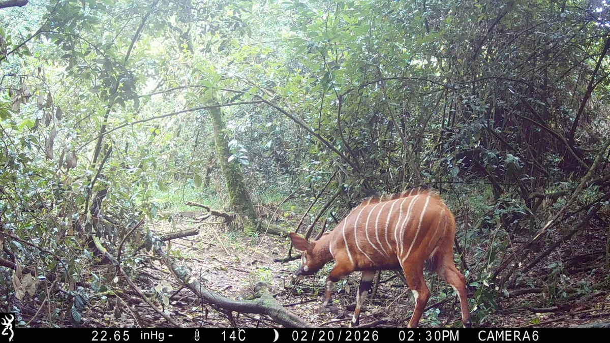 照片來源：Mountain Bongo Project/Chester Zoo