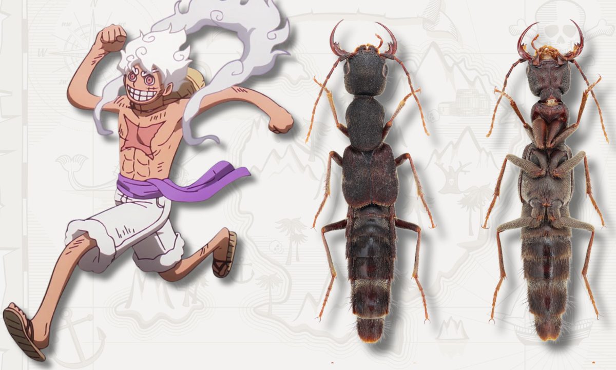 五檔型態的蒙其・D・魯夫（Monkey D. Luffy）與新描述的甲蟲 Luffy nika。圖片來源：插圖：《航海王》（電視動畫），東映動畫（Toei Animation）；甲蟲照片：Hu 與 Solodovnikov，2026。