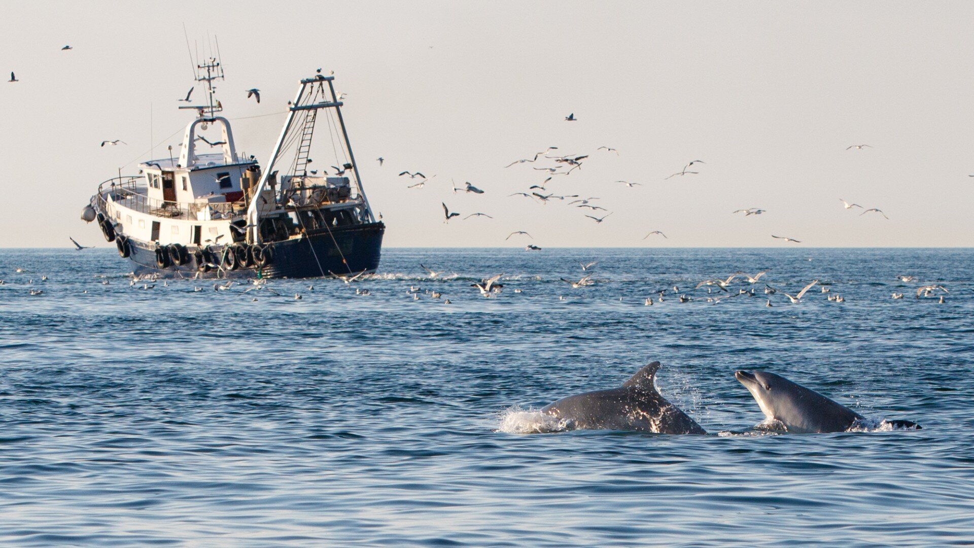 照片來源：Dolphin Biology and Conservation